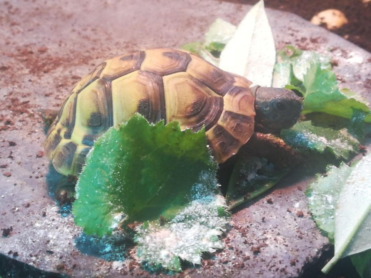 tortoise eating leaves