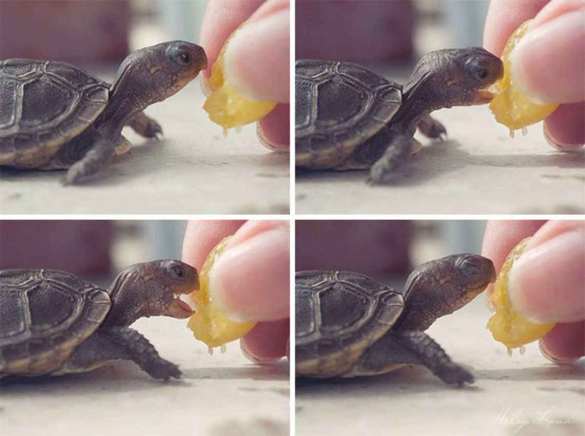 4 photos of a baby turtle eating an orange slice