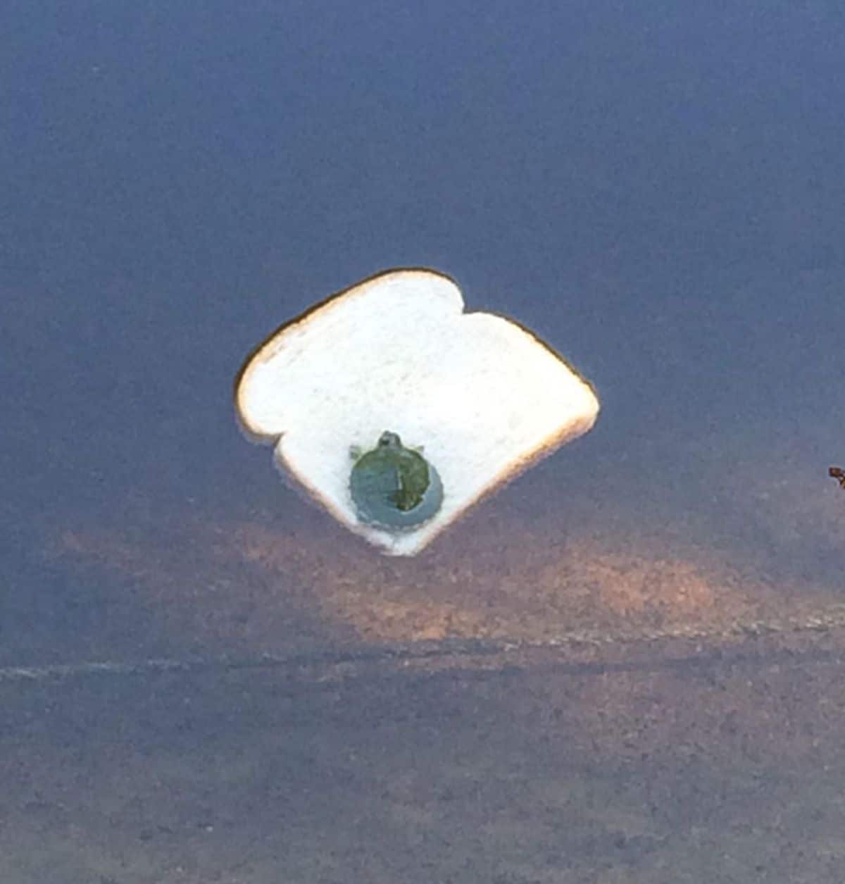 baby turtle floating on a slice of white bread in water