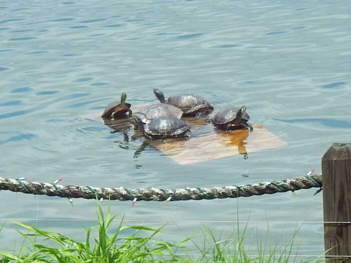 5 turtles on a floating dock in a lake