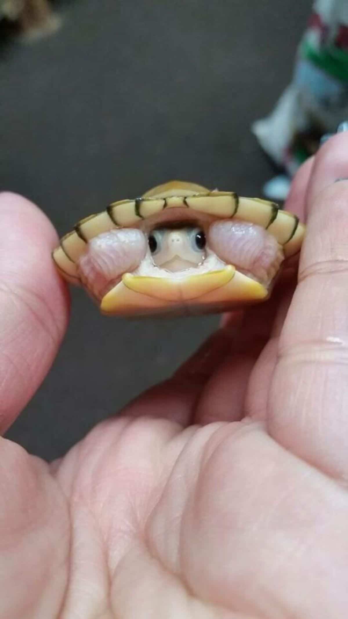 baby tortoise inside its shell being held in someone's hand