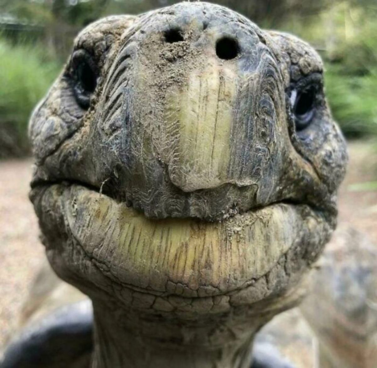 close up of a turtle's face