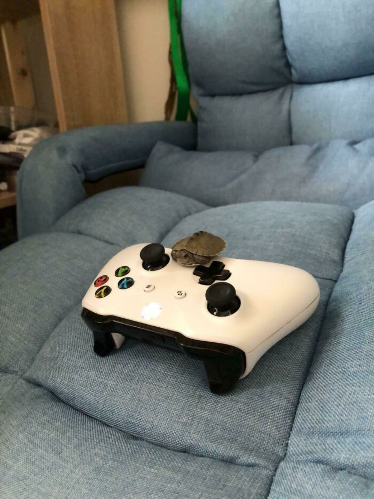baby turtle on a game controller on a grey sofa