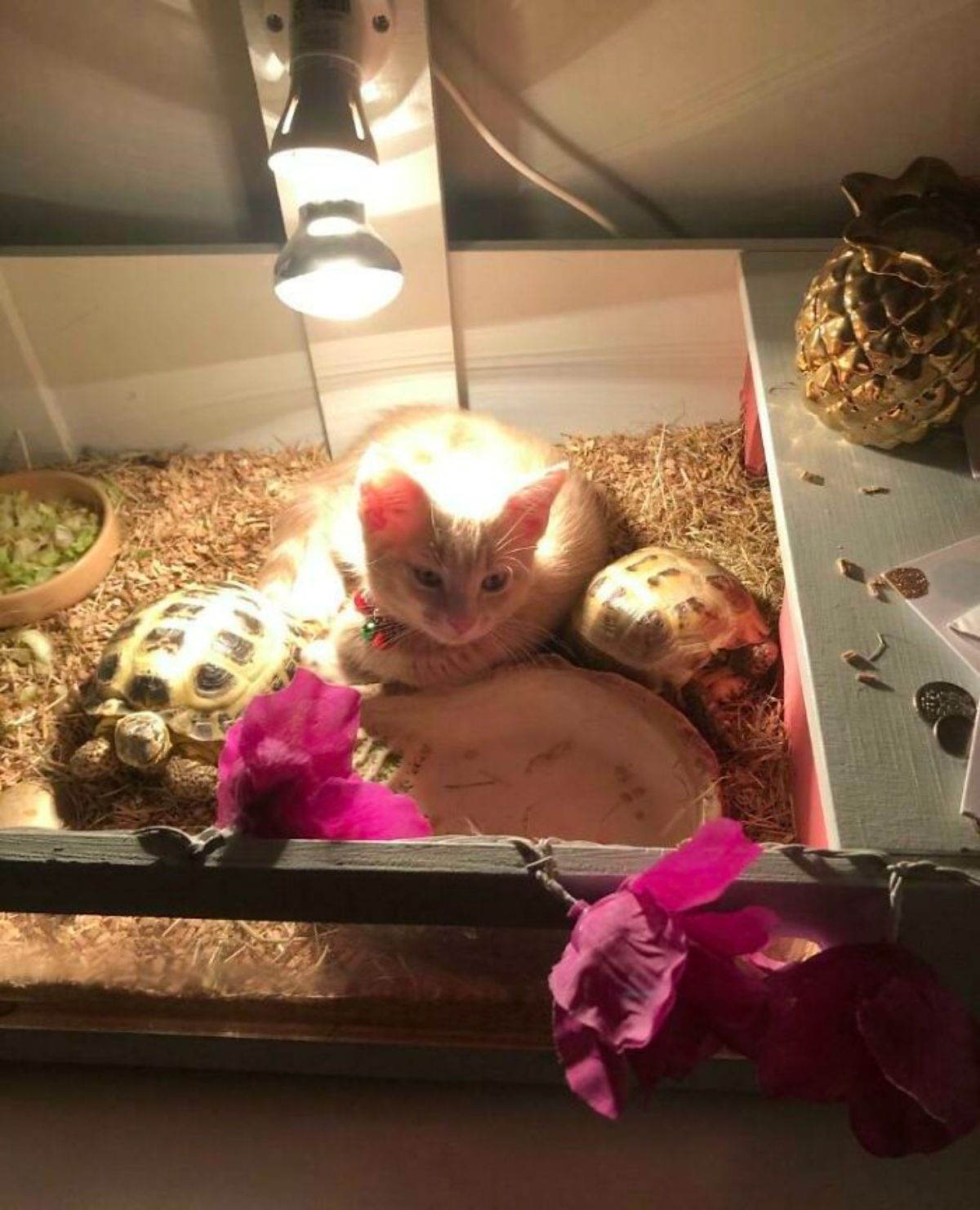 orange cat laying with 2 tortoises in their tank