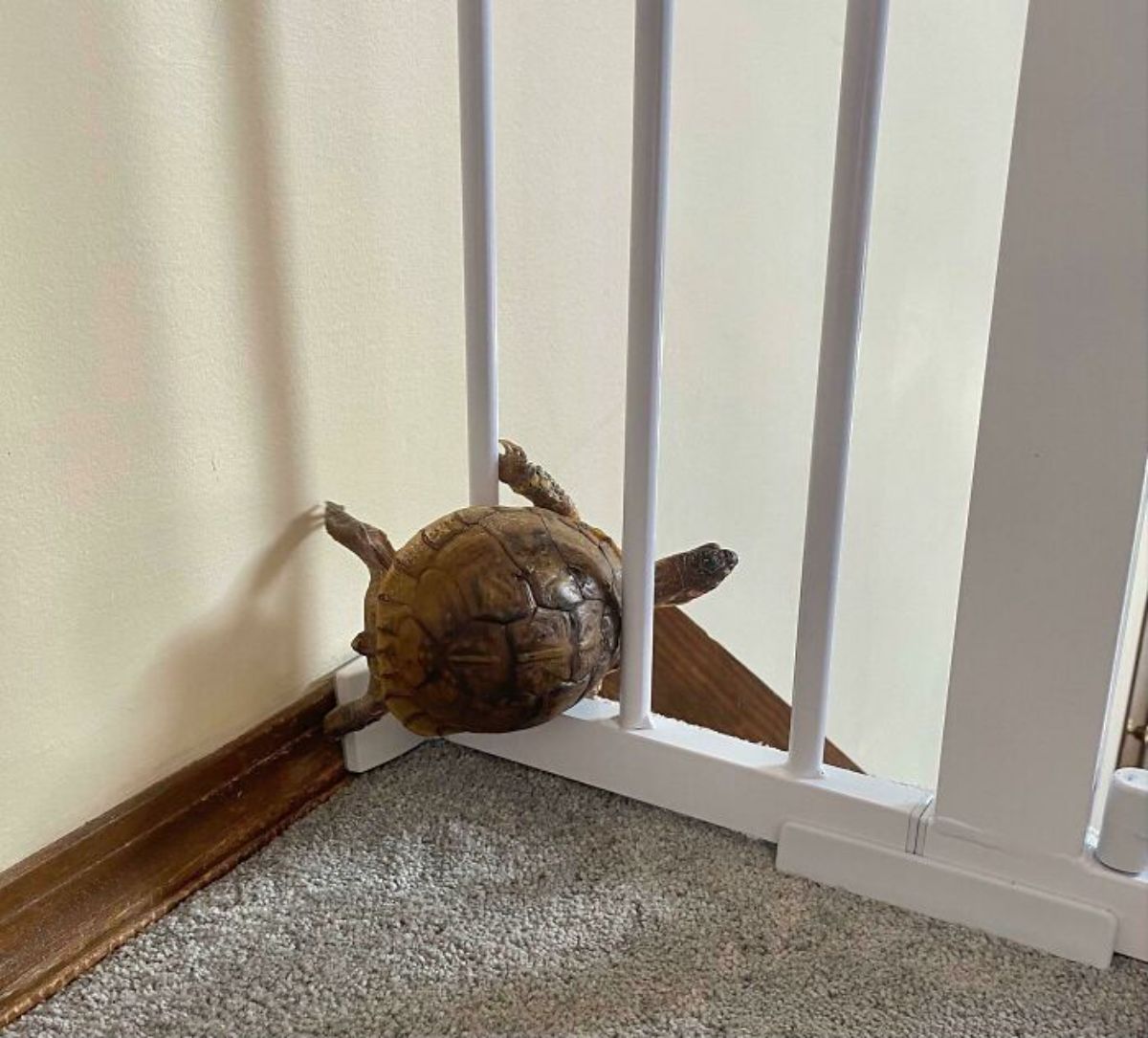 brown turtle stuck sideways on a white railing at the top of stairs
