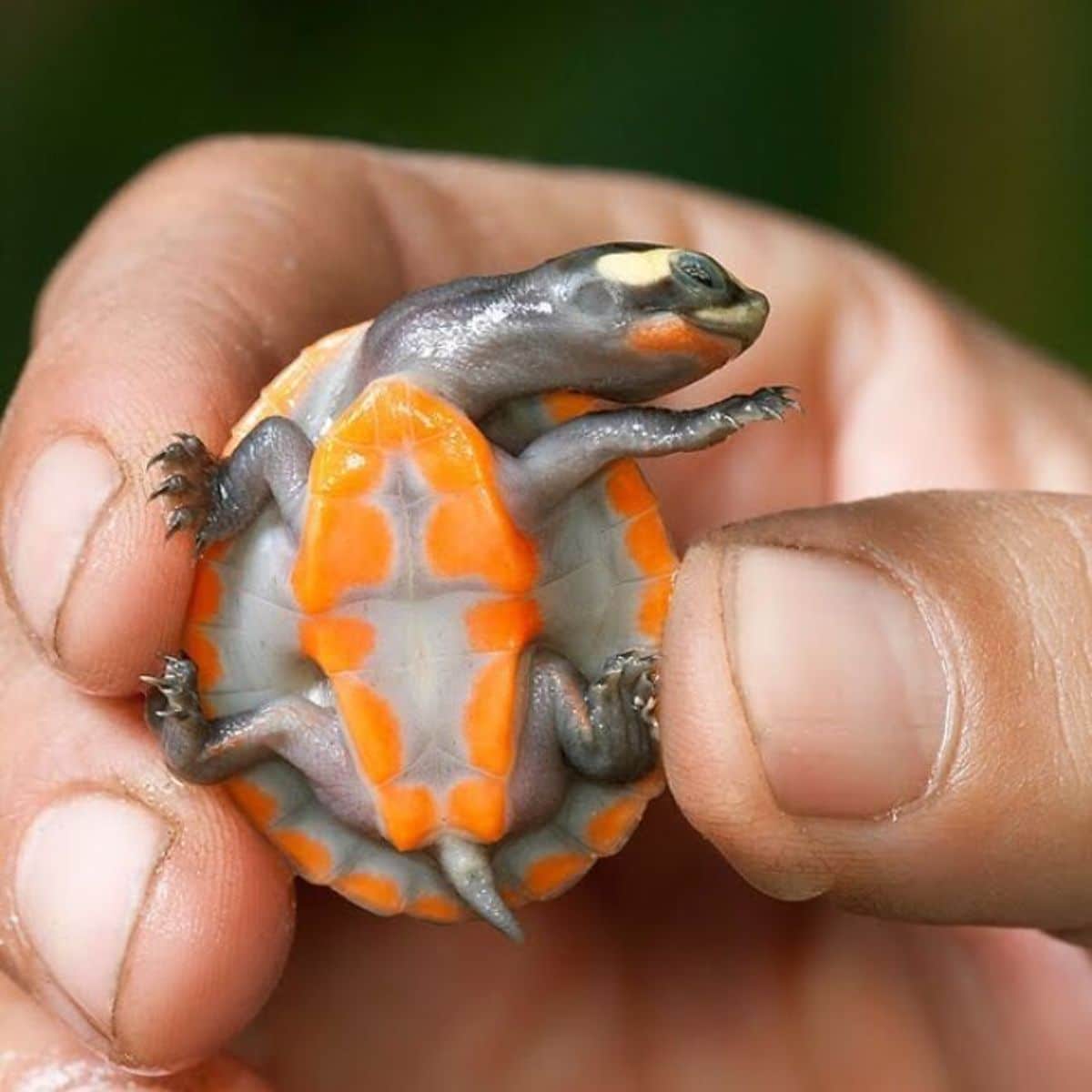 baby turtle held up by someone showing the white and orange stomach