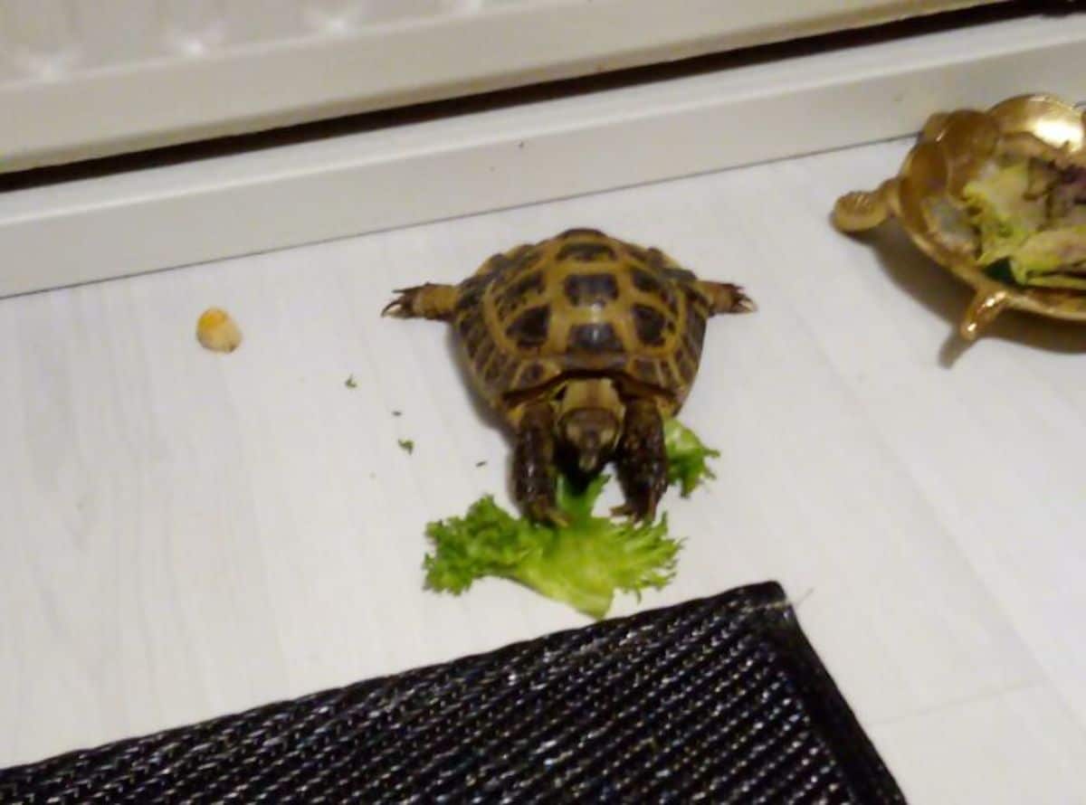 small tortoise eating leaves with the lack legs stretched to either side