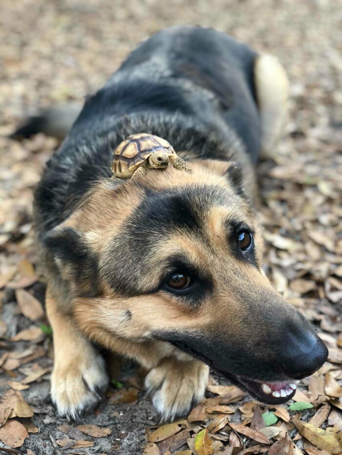 small turtle on the head of a german shepherd