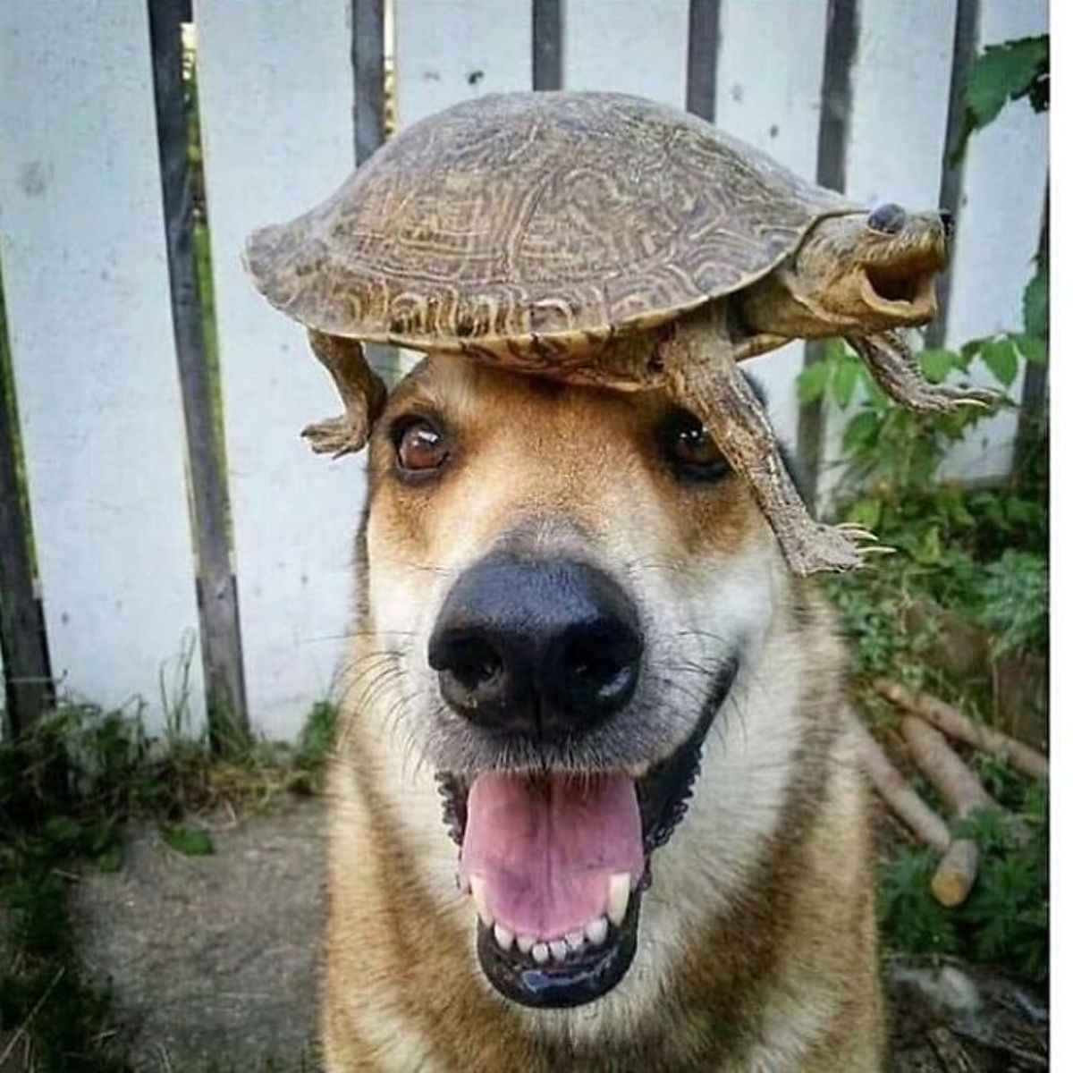 turtle on a brown and white dog's head with both of them having their mouth open