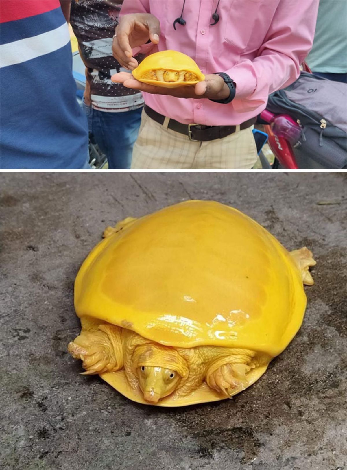 2 photos of a albino turtle that is yellow in colour