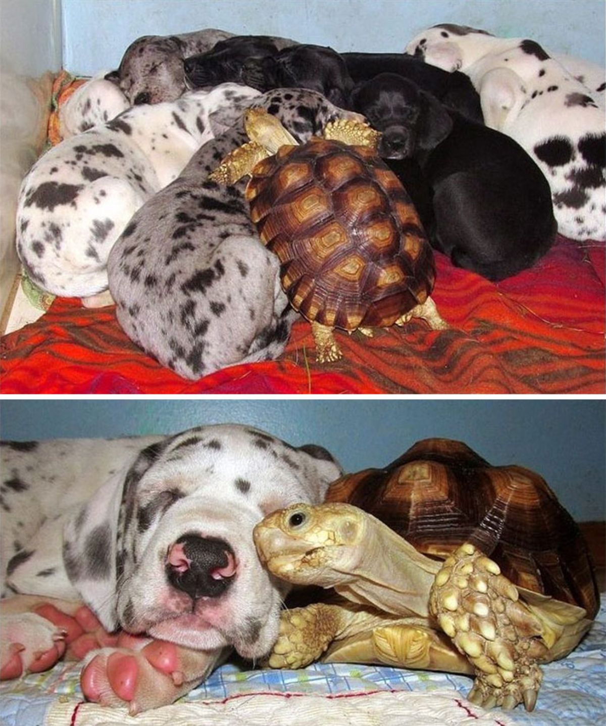 2 photos of a tortoise cuddling with some puppies
