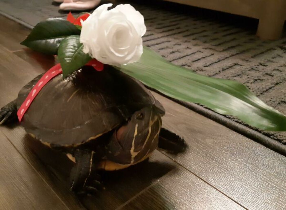 turtle with a white rose tied to the back of its shell with a red ribbon