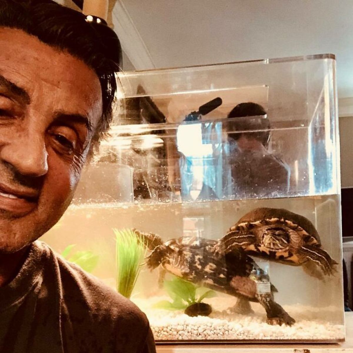 2 brown turtles in a water tank next to sylvester stallone
