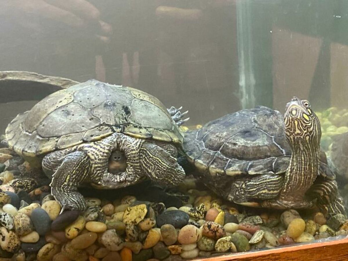 2 turtles in a tank with one turtle having the ehad inside the shell and the other having it extended up