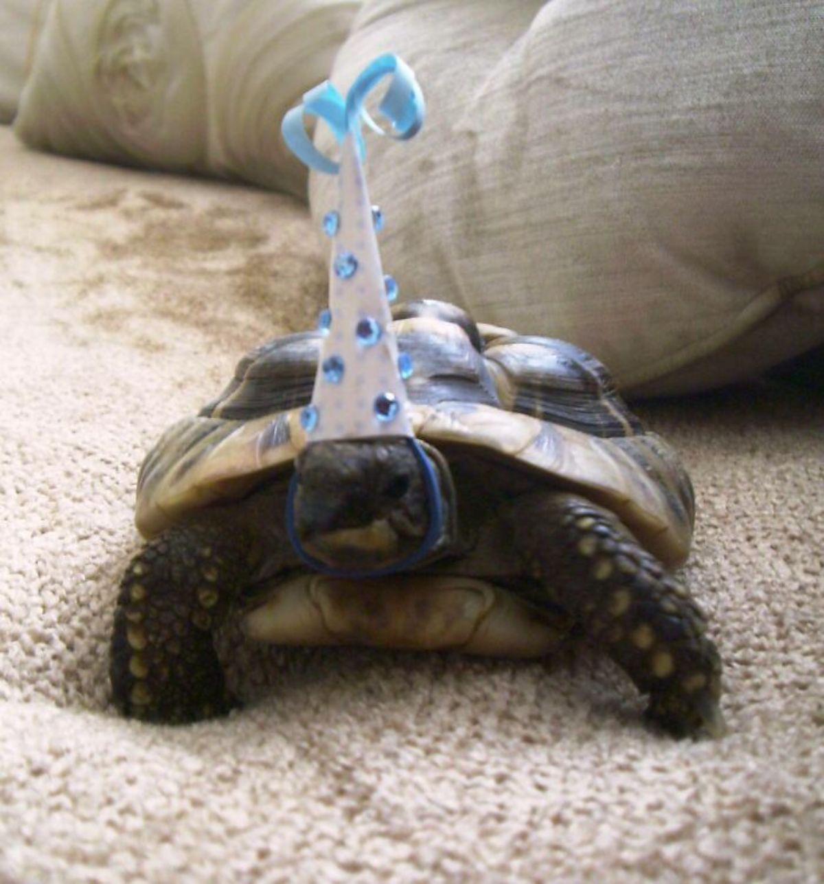 tortoise wearing a white and blue birthday hat