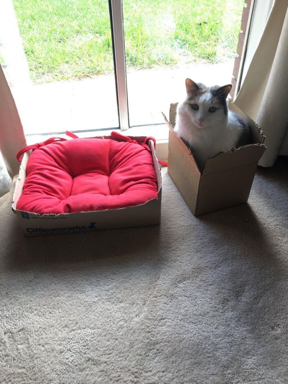 black and white cat sitting inside a small cardboard box next to a red cat bed by a glass door