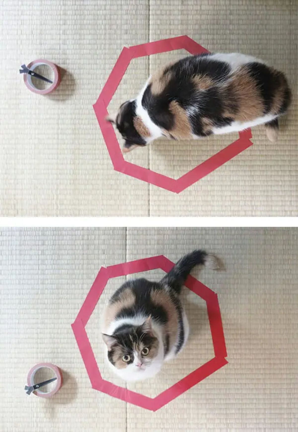 2 photos of a white orange and black cat sniffing and then sitting inside a septagon shape made on the floor with red tape