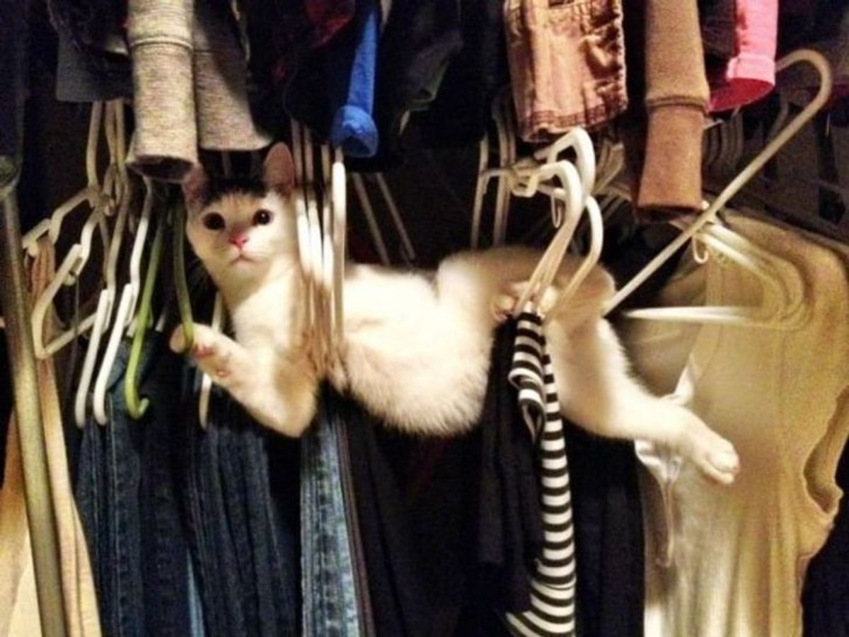 white and black cat laying sideways on a bunch of hangers with and without clothes in a closet