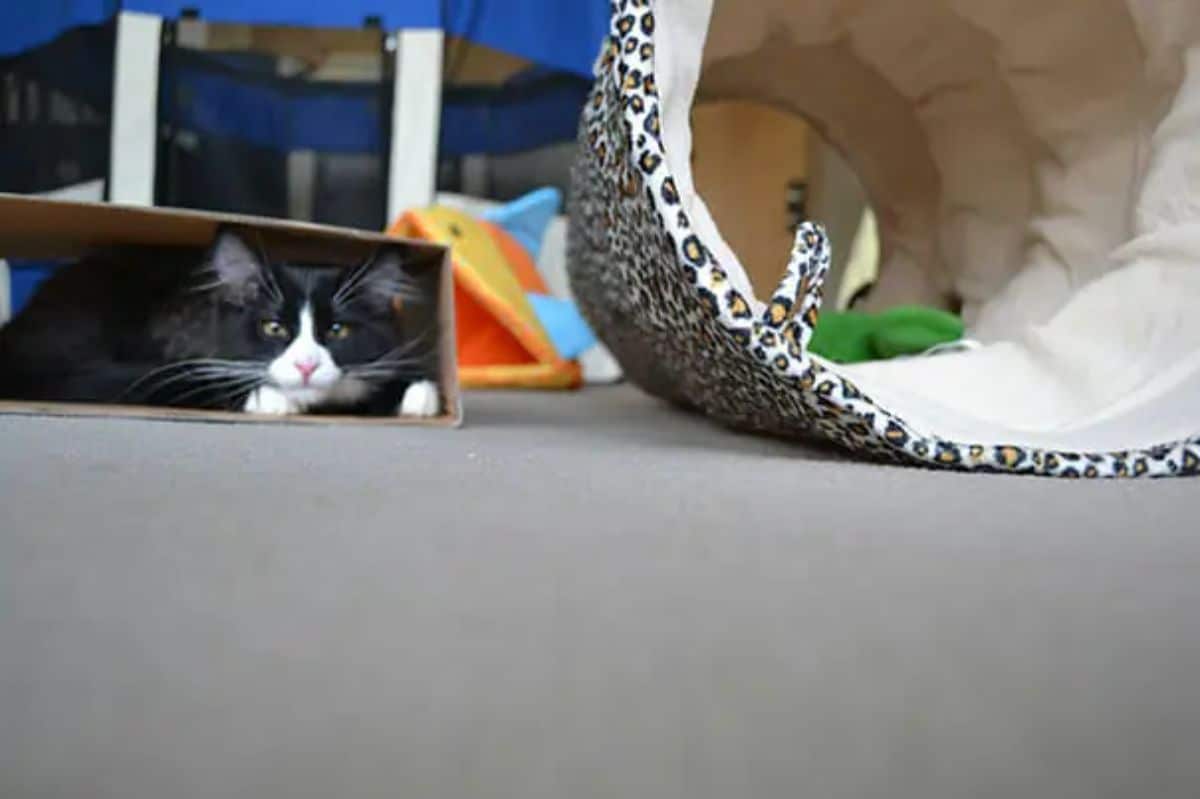 black and white cat inside a small cardboard box next to a cloth cat tunnel