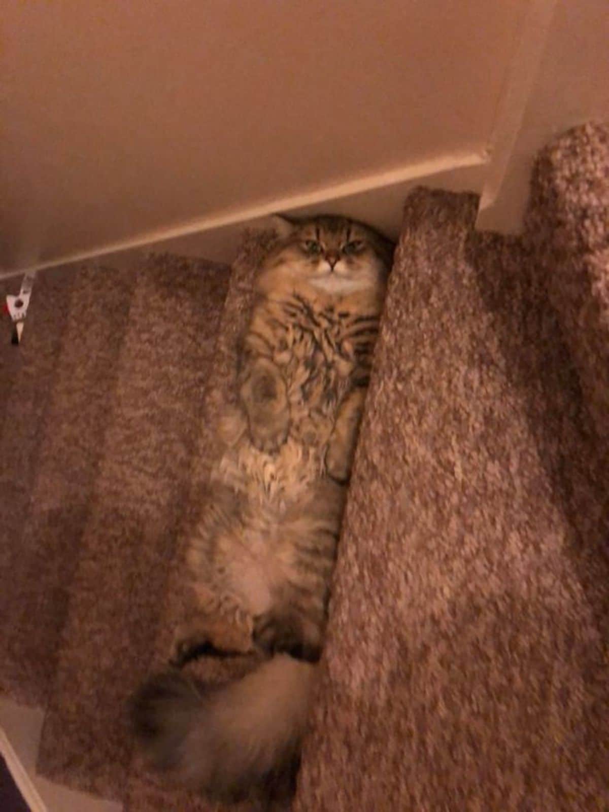fluffy brown tabby cat laying belly up stretched out on a brown carpeted step