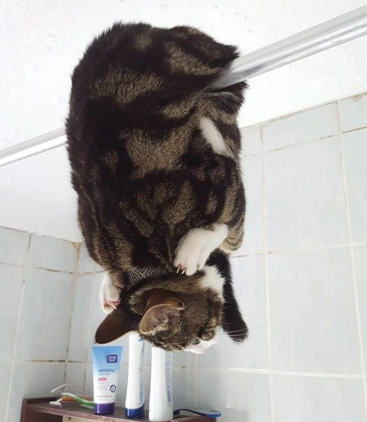 brown and white tabby cat hanging upside down from a horizontal bathroom shower pole with the back legs by its chin