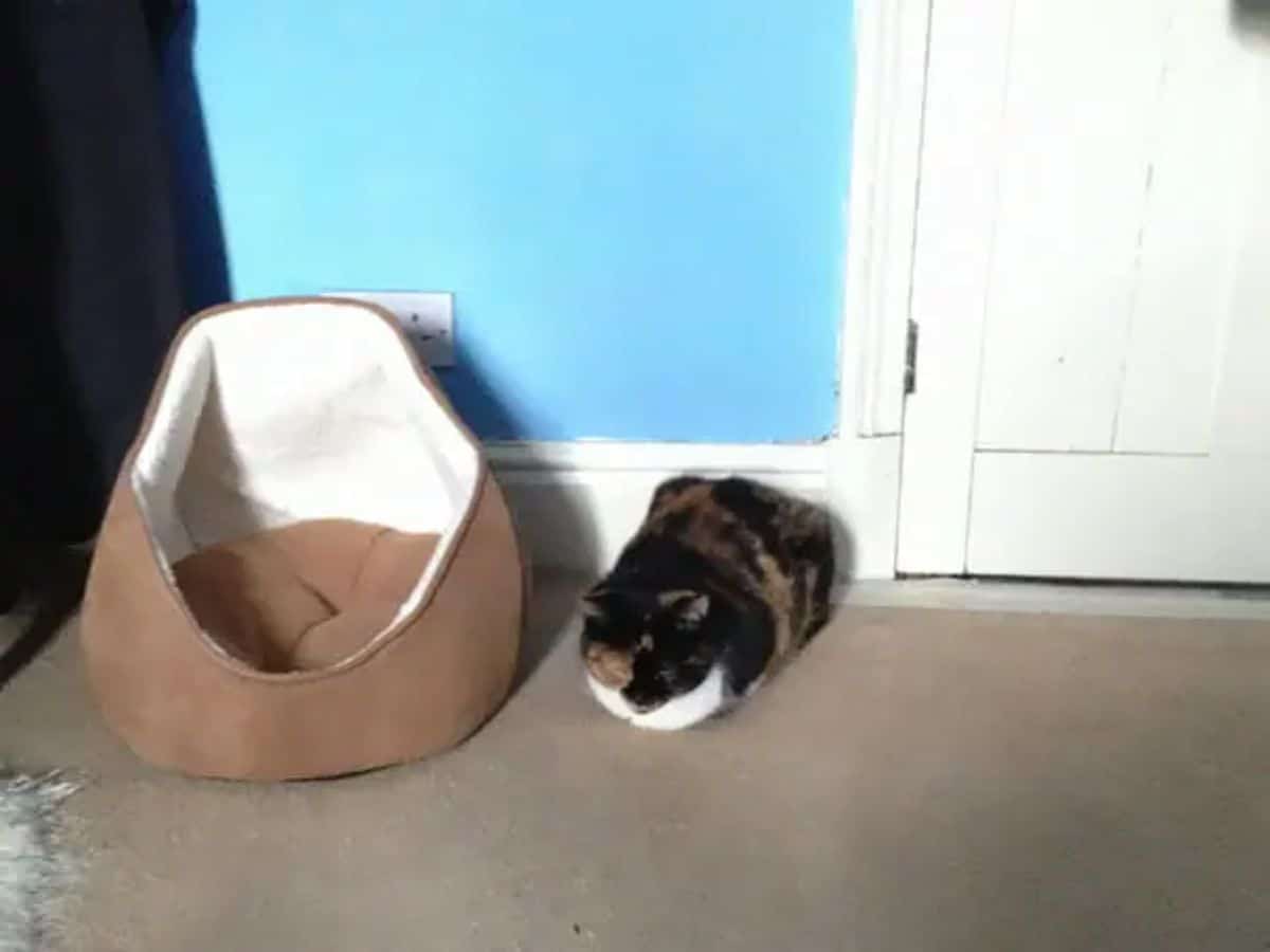 black orange and white cat laying like a loaf on the floor next to a brown and white cat bed