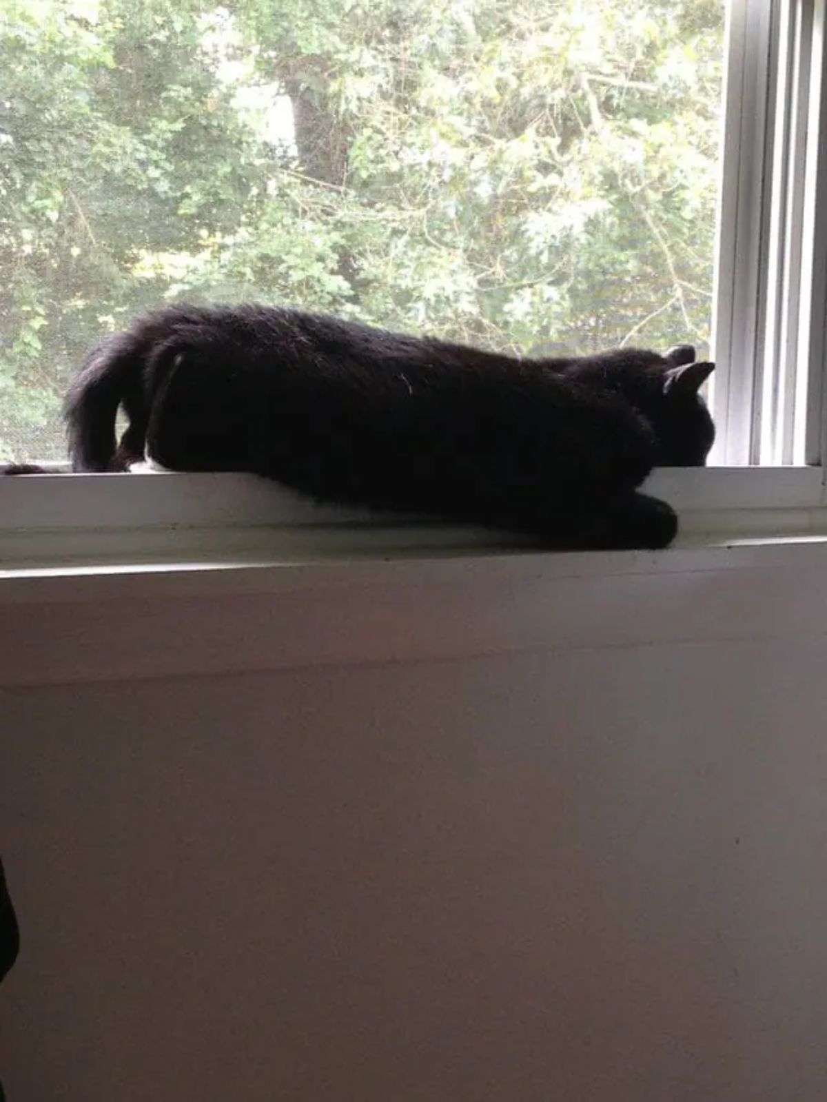 black cat laying on a white windowsill