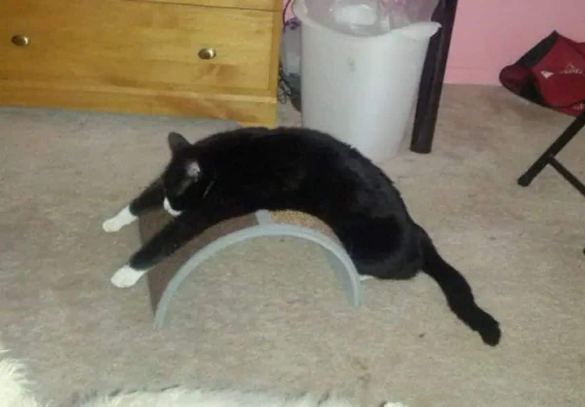 black and white cat leaning over a curved half moon-shaped scratching post