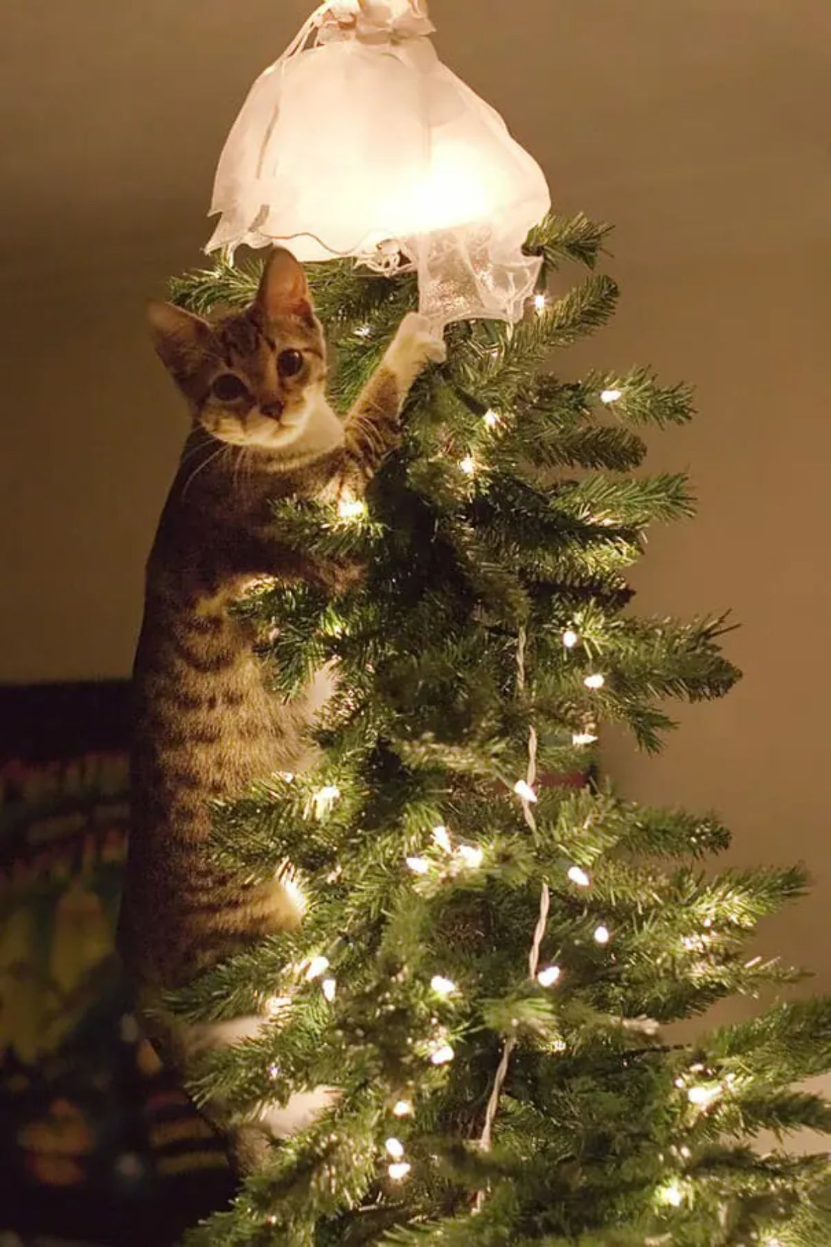 brown and white tabby cat standing in a lit up christmas tree reaching up for the angel at the top