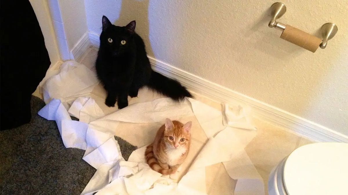 black cat and orange and white kitten sitting on a pile of toilet tissue paper in a bathroom