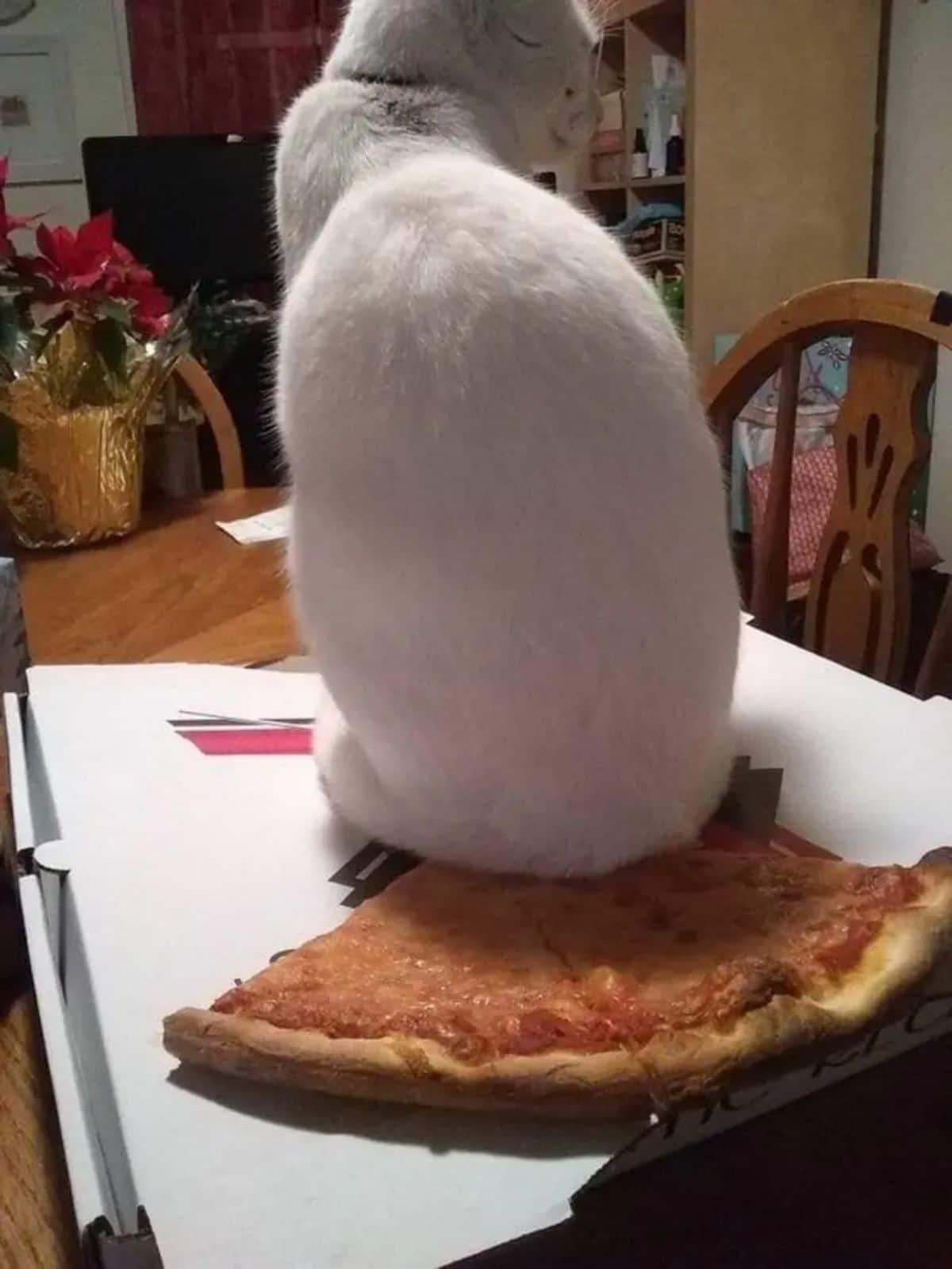 white cat sitting on the edge of 2 pizzas on a white pizza box