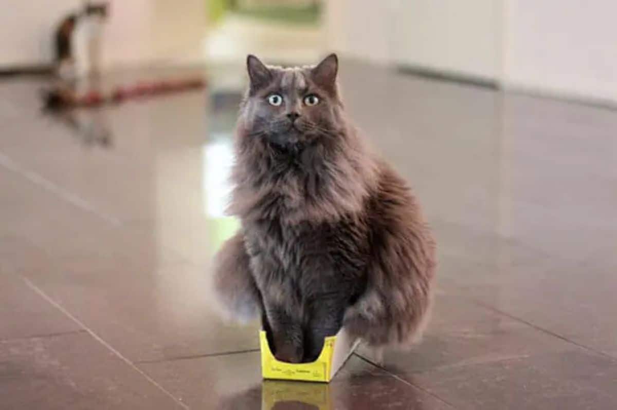 fluffy grey cat sitting with its paws inside a small and thin yellow and white cardboard