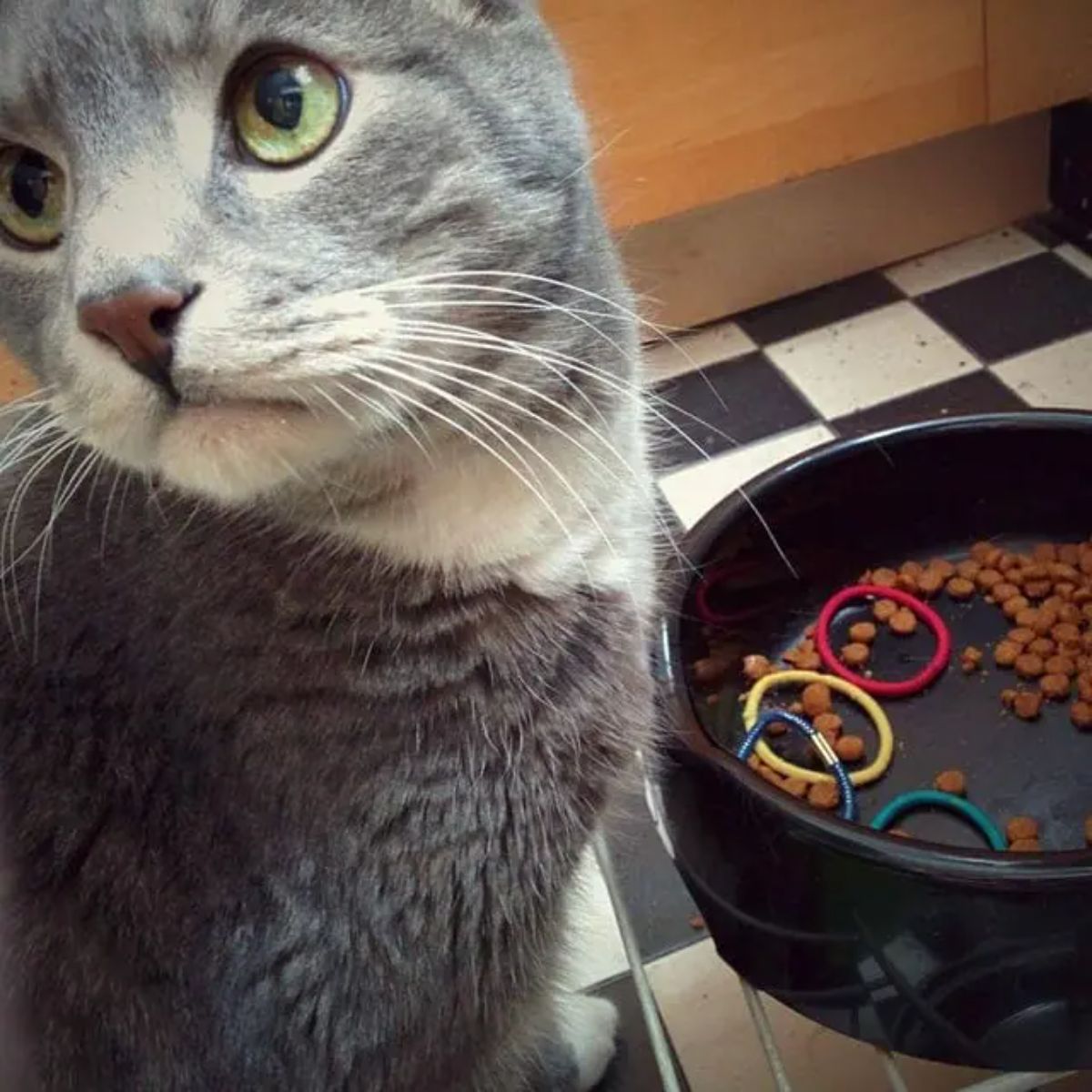 grey and white cat sitting next to a black bowl of cat food with 4 colourful hair ties inside it