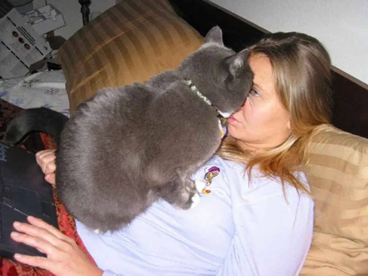 grey cat sitting on someone's chest placing its face directly on the person's face