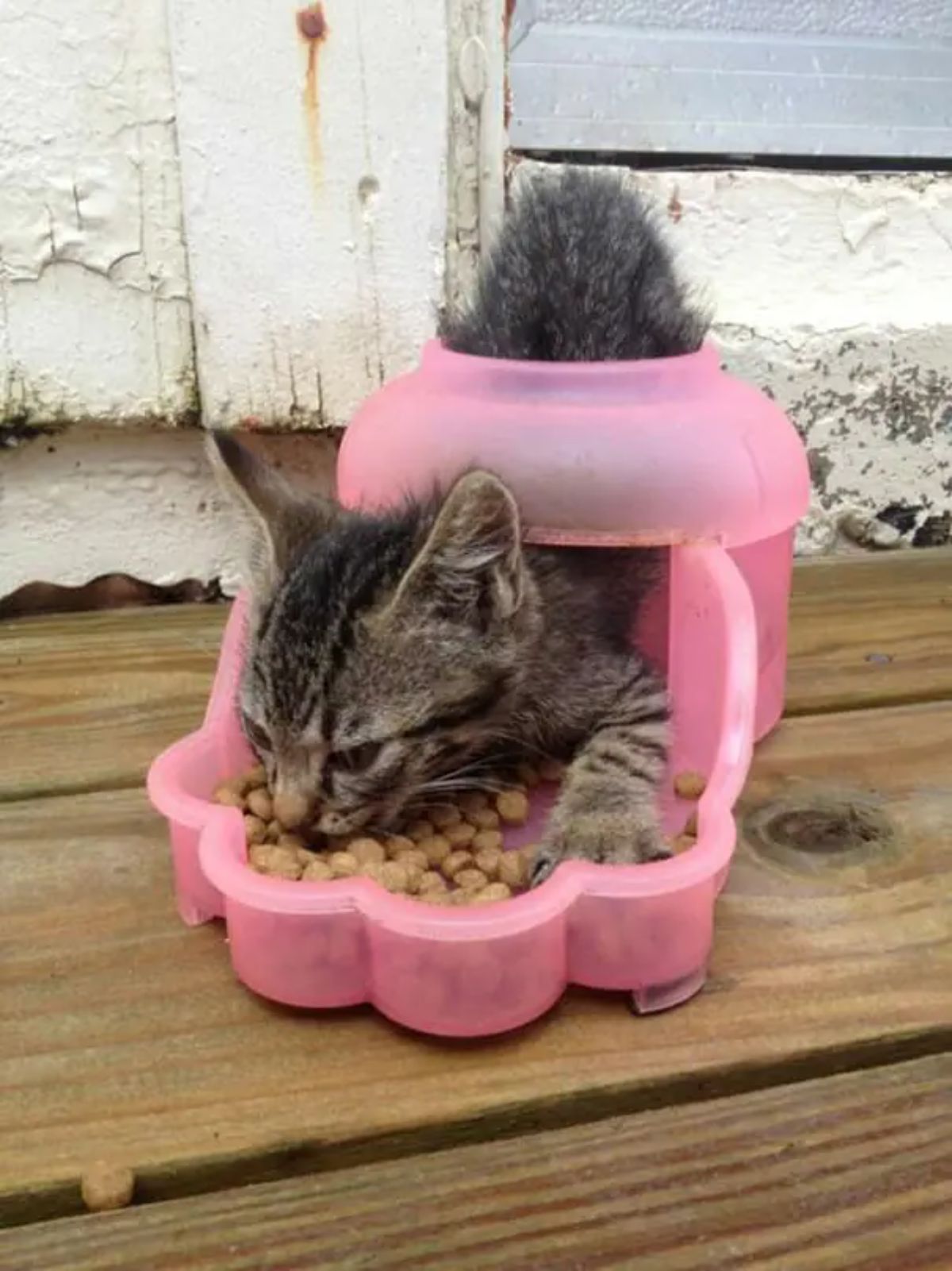 grey tabby kitten inside a pink plastic feeder eating the food in the bottom bowl part
