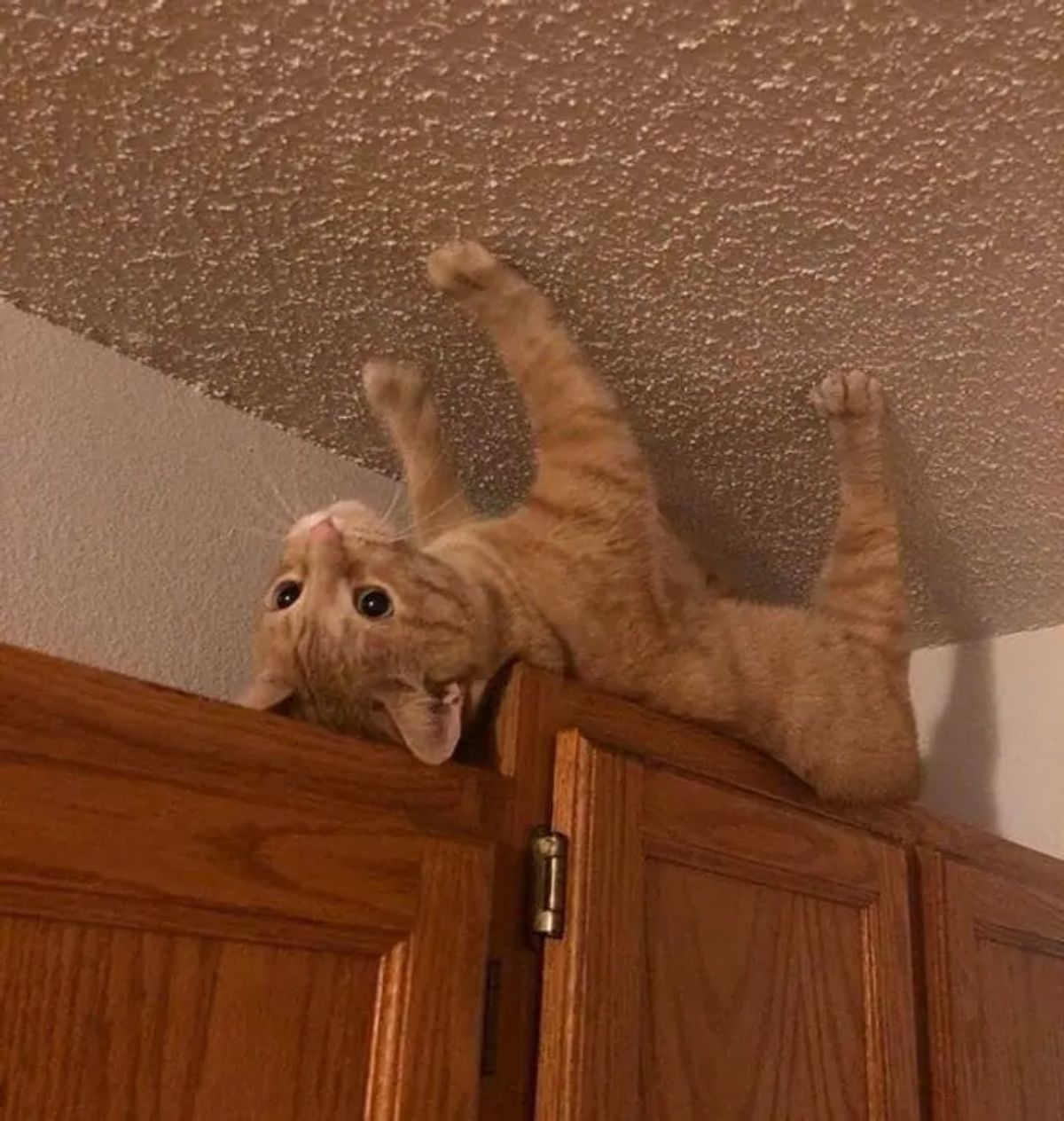 orange cat laying upside down on the top of a brown cupboard placing its 4 paws on the ceiling
