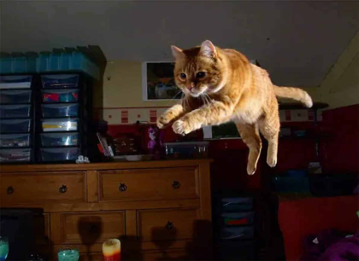 orange cat leaping in the air in the dark