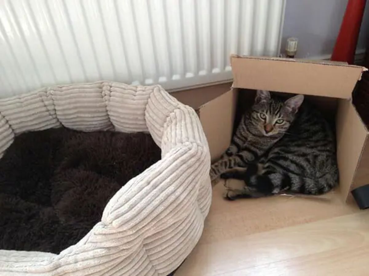 grey tabby cat laying in a cardboard box turned sideways next to a white and brown cat bed