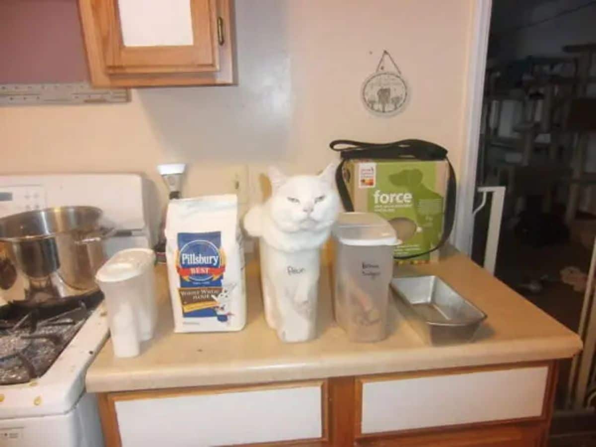 white cat stuffed into a transparent thin container named flour next to other containers and some flour on a kitchen counter