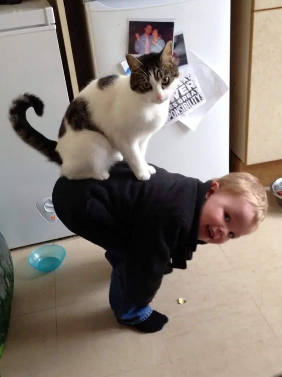 white and grey tabby cat sitting on the back of a toddler bending down