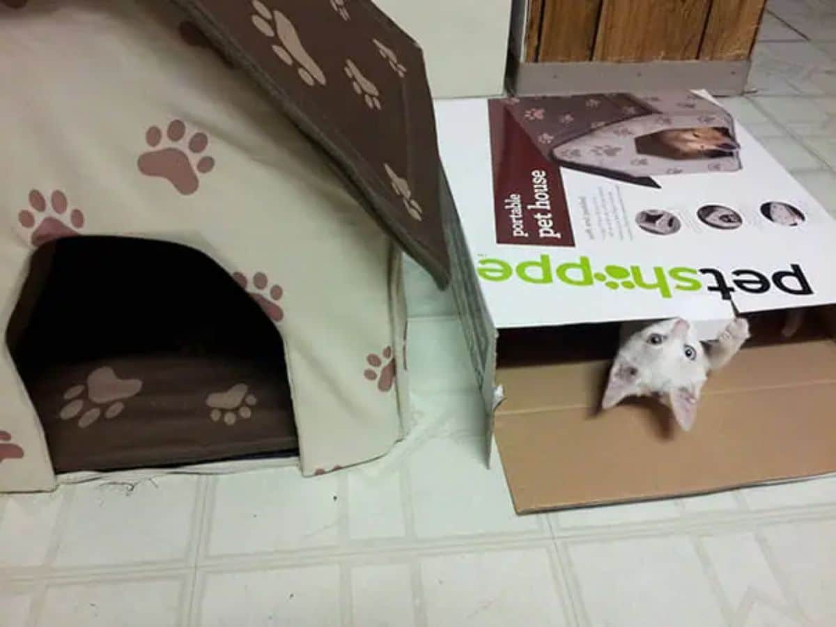 white kitten playing inside a cardboard box with a toy brown house assembled next to it