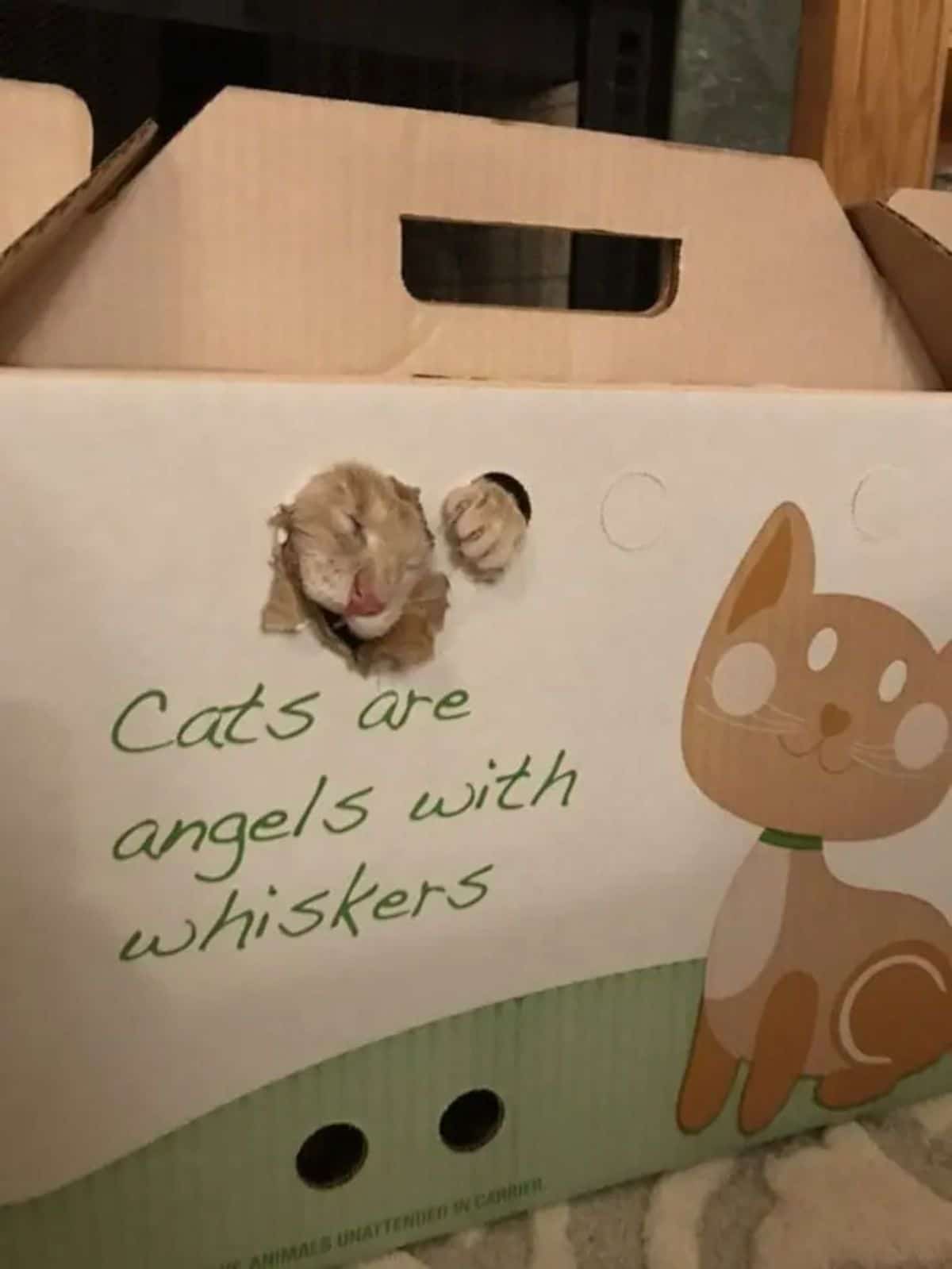 orange cat scratching and biting its way out of a cardboard box with a sign that says cats are angels with whiskers