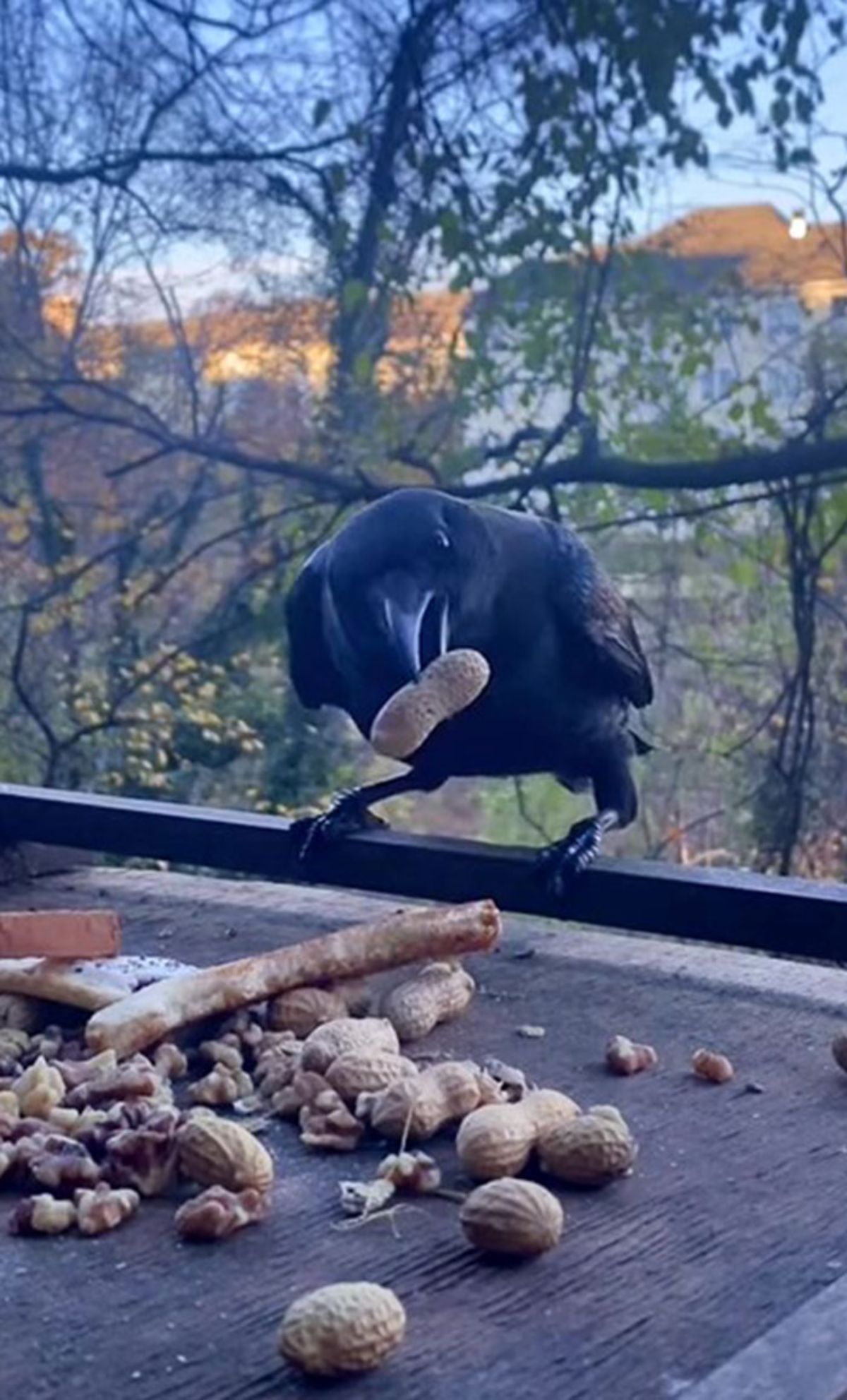 crow standing on a black railing with a peanut in its mouth and a pile of peanuts and nuts under it