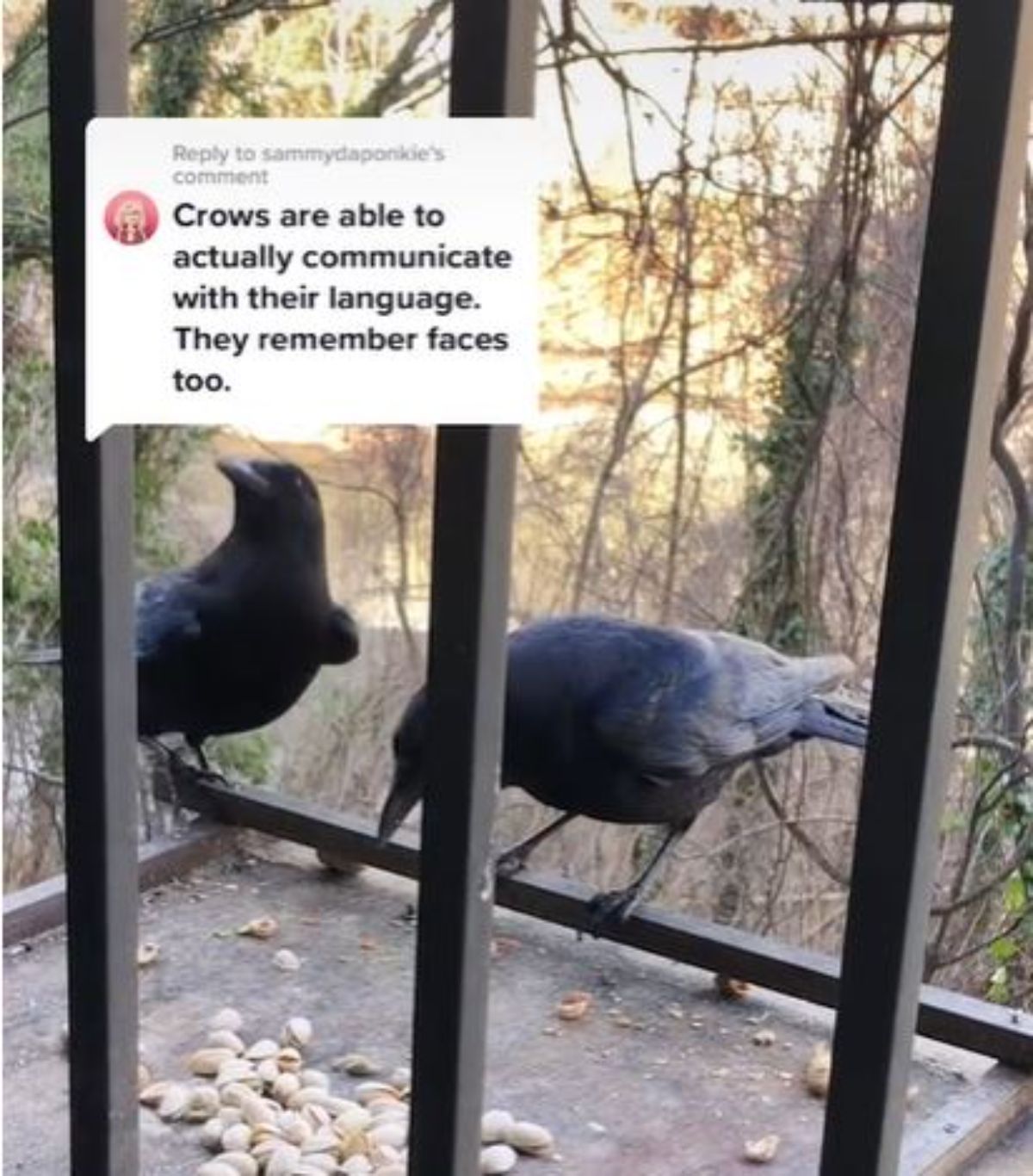 2 crows eating pistachios with a comment saying crows communicate in their language and can remember faces