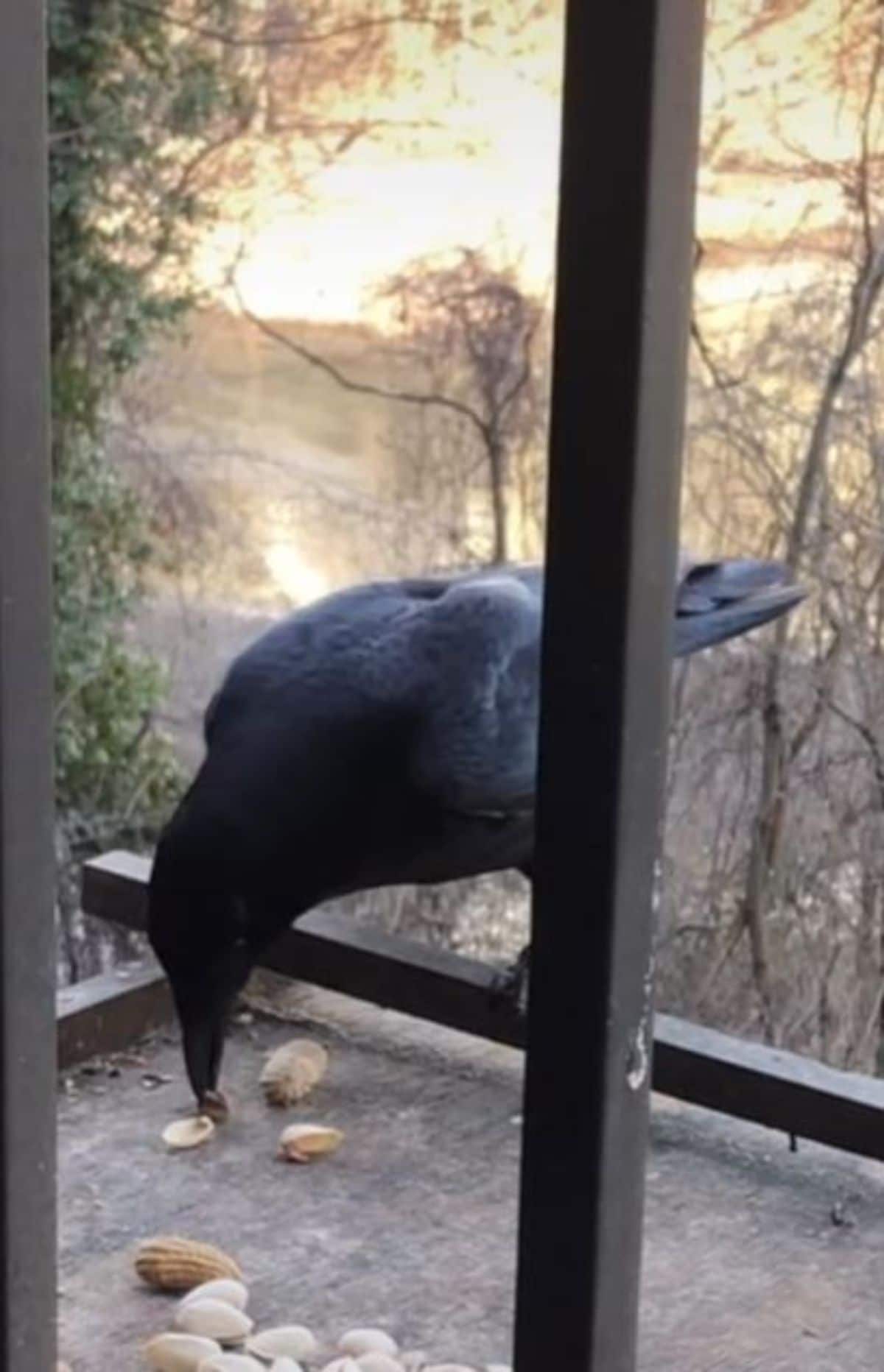 crow eating pistachios