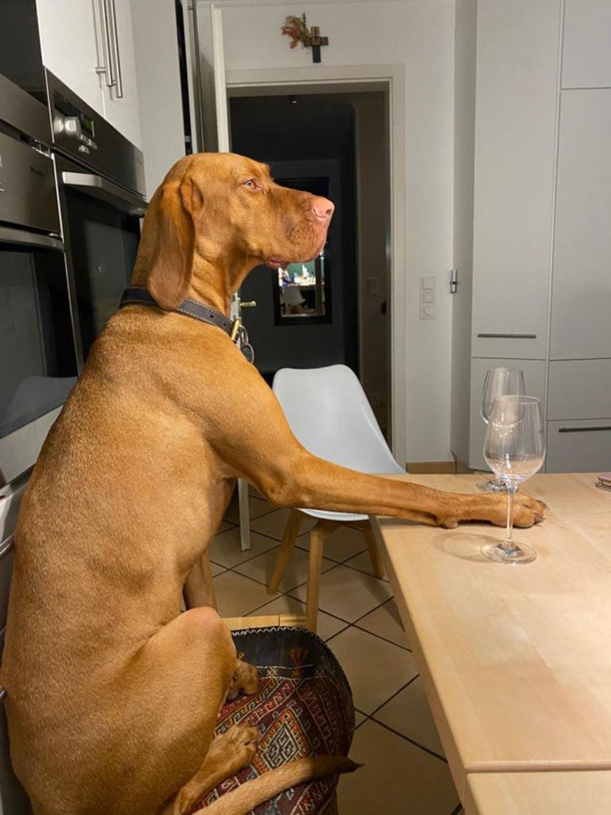 large brown dog sitting on a chair at a brown dining table with its paw on the table between 2 empty wine glasses