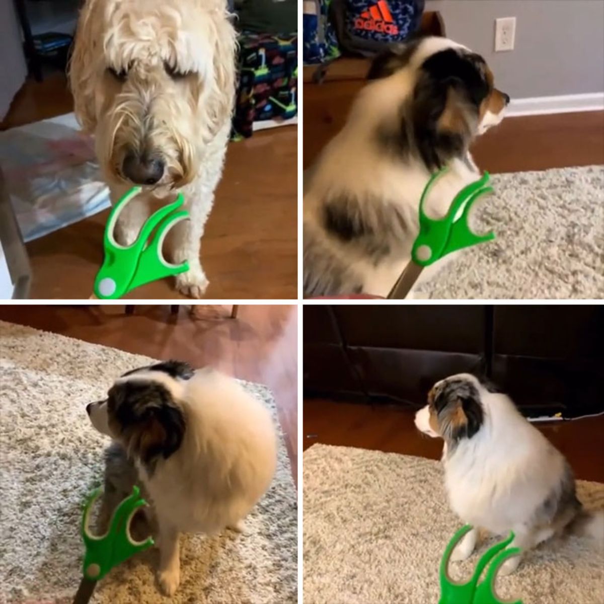 1 photo of a fluffy brown dog with a broken pair of green scissors in front of it and 3 photos of a black brown and white australian shepherd looking away from broken scissors