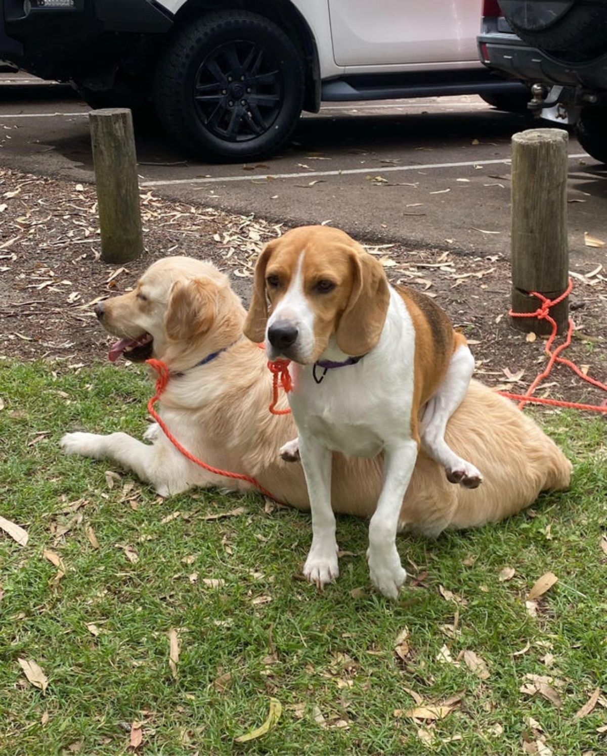 brown and white beagle sitting on a golden retriever laying on grass