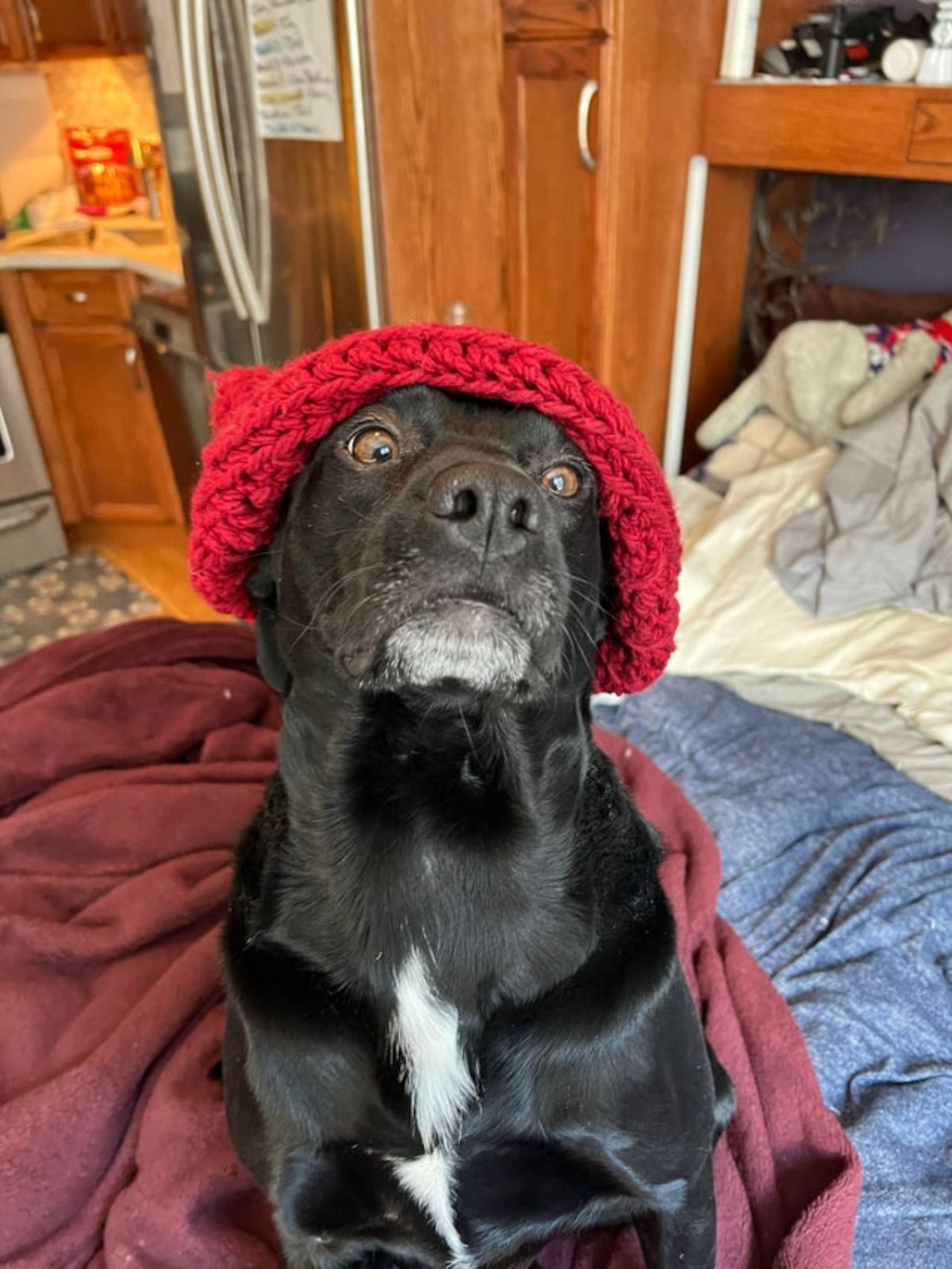 black and white dog on a bed wearing a red crochet beanie