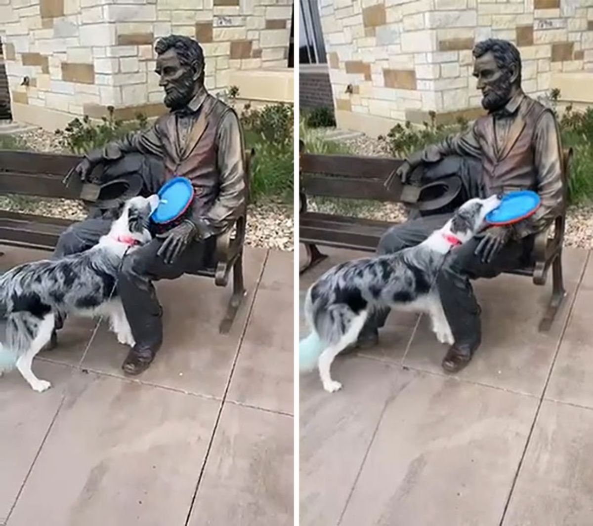 2 photos of a black grey and white australian shepherd giving a blue frisbee to a seated statue of abraham lincoln on a park bench